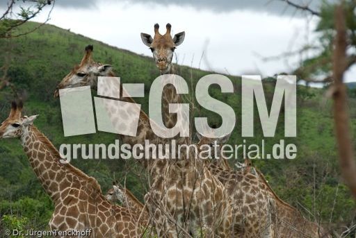 Giraffe (76 von 94).jpg